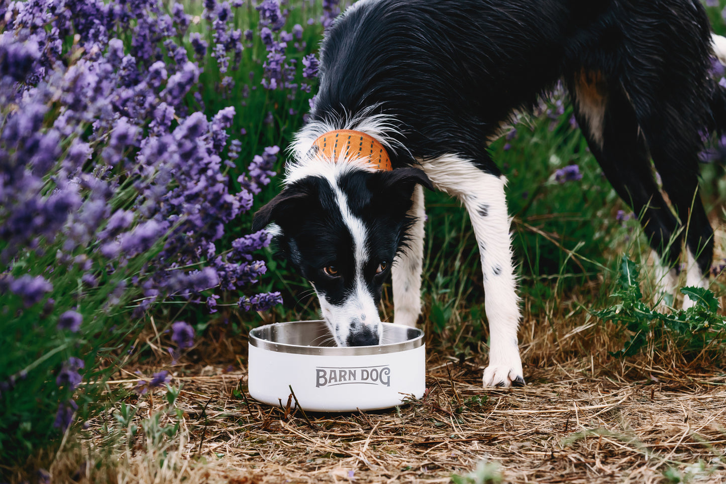 Barn Dog Bowl 32oz