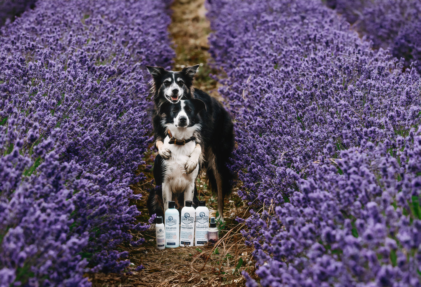 Barn Dog Skin Lotion