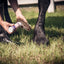 woman applying Equiderma Dry Shampoo to a horse